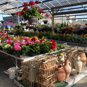 Plant Center Fleurs 